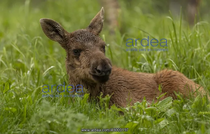 : Elk, Alces alces, young calf in woodland clearing : Elk, Alces alces, young calf in woodland clearing