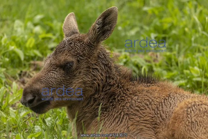 : Elk, Alces alces, young calf in woodland clearing : Elk, Alces alces, young calf in woodland clearing