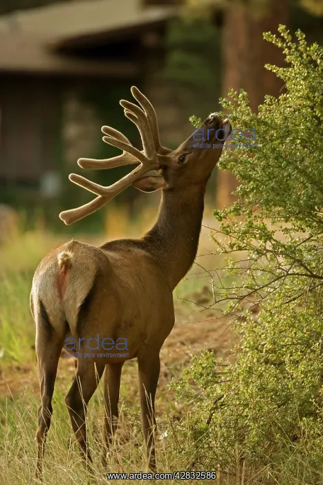 : Elk - browsing : Elk - browsing
