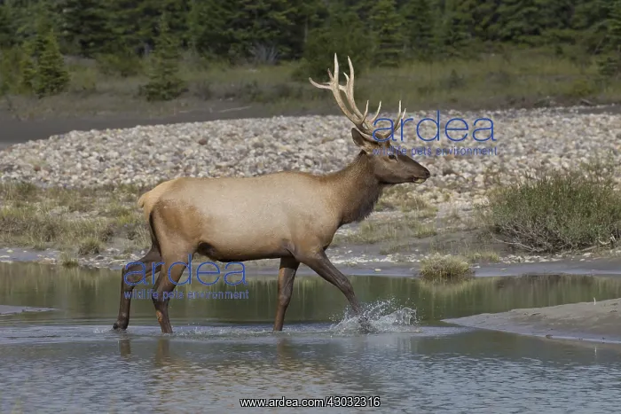 : Elk - bull crossing a river - Jasper National park, Canada : Elk - bull crossing a river - Jasper National park, Canada