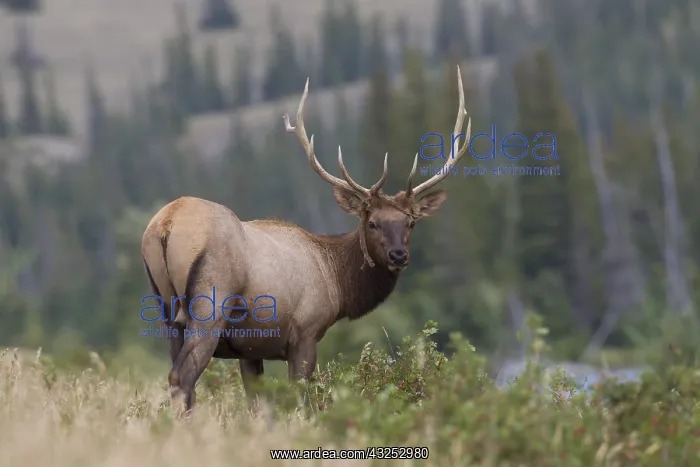  : Elk - bull - Jasper National park, Canada