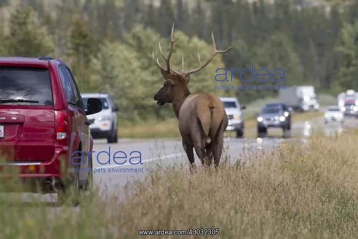 : Elk - bull near to a road - Jasper National park, Canada : Elk - bull near to a road - Jasper National park, Canada