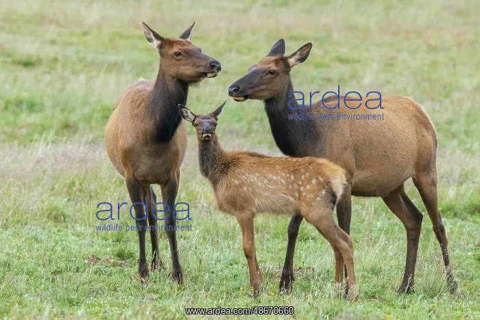  : Elk calf seeking comfort among the adults, Colorado