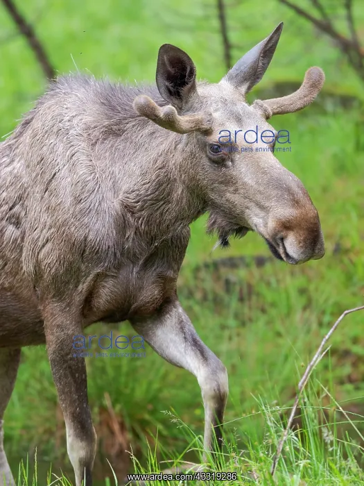 : Elk also called Moose in North America (Alces al : Elk also called Moose in North America (Alces al
