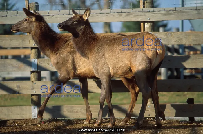 : Elk in captivity. Bison and elk are the remaining reservoirs of brucellosis : Elk in captivity. Bison and elk are the remaining reservoirs of brucellosis