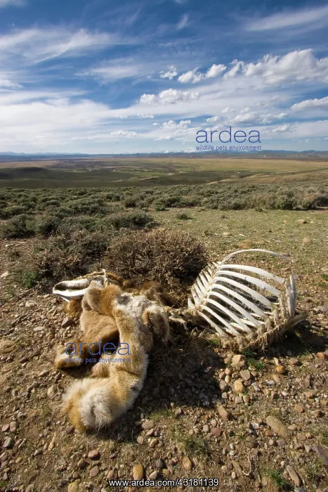 : Elk carcass : Elk carcass
