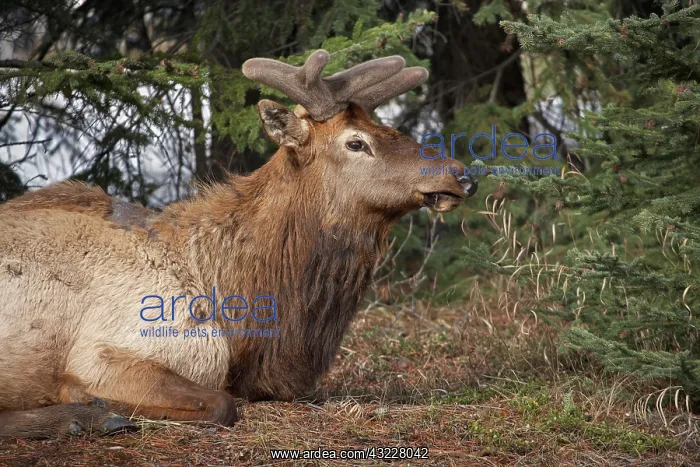 : Elk (Cervus canadensis), Banff, Banff National : Elk (Cervus canadensis), Banff, Banff National
