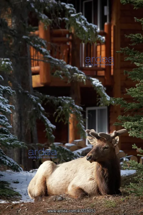 : Elk (Cervus canadensis), Banff, Banff National : Elk (Cervus canadensis), Banff, Banff National