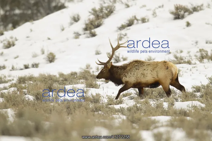 : Elk (Cervus canadensis) bull walking in the snow : Elk (Cervus canadensis) bull walking in the snow