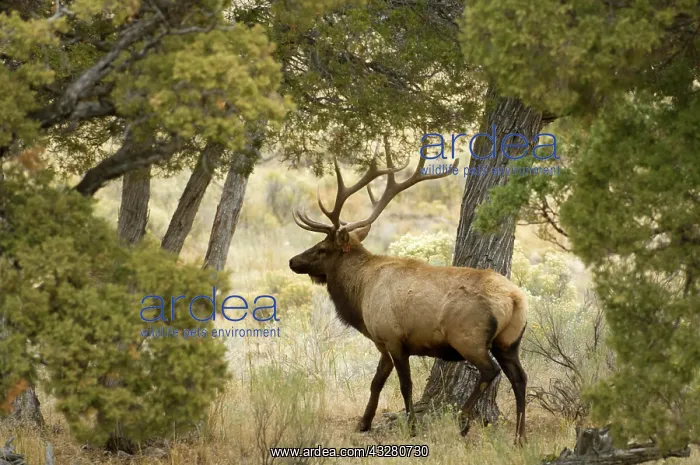 : Elk (Cervus canadensis) bull, Yellowstone National : Elk (Cervus canadensis) bull, Yellowstone National