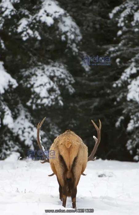 : Elk, Cervus elaphus, Banff National Park : Elk, Cervus elaphus, Banff National Park