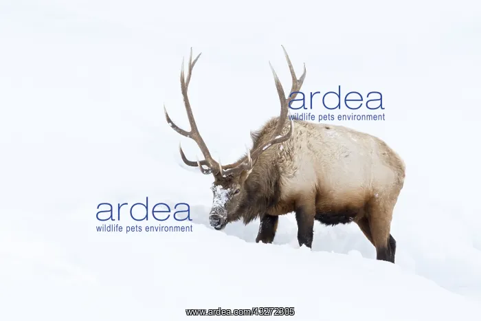 : Elk (Cervus elaphus) bull, foraging in winter snow : Elk (Cervus elaphus) bull, foraging in winter snow