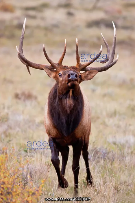 : Elk (Cervus elephus) bull herding harem : Elk (Cervus elephus) bull herding harem