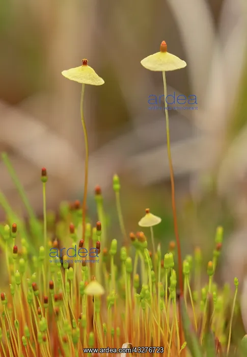 : Elk-dung moss, Splachnum luteum, with fruiting bodies; : Elk-dung moss, Splachnum luteum, with fruiting bodies;