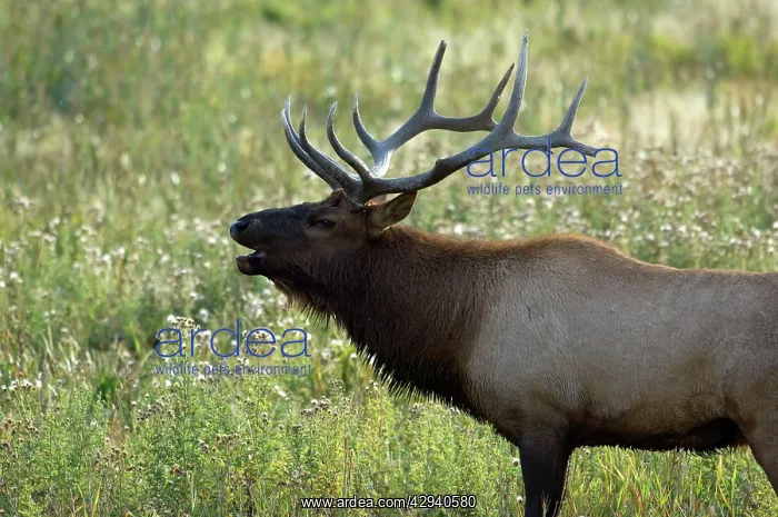 : Elk - Male bellowing to round up his females : Elk - Male bellowing to round up his females