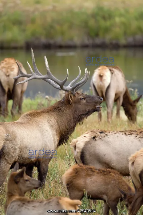 : Elk - Male calling to round up his females : Elk - Male calling to round up his females