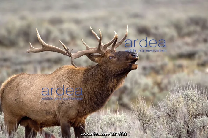 : Elk - Male calling to ward off other males : Elk - Male calling to ward off other males