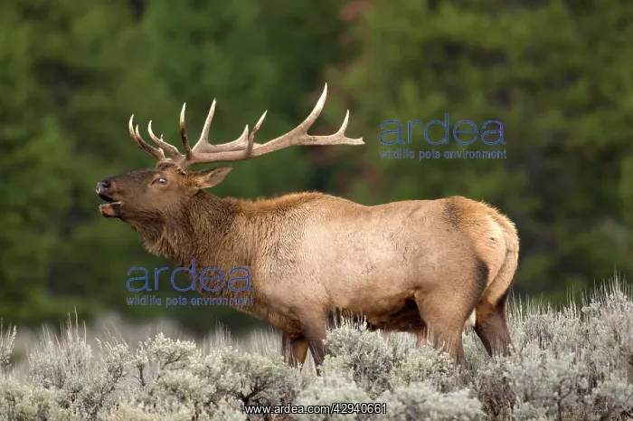 : Elk - Male calling to ward off other males : Elk - Male calling to ward off other males