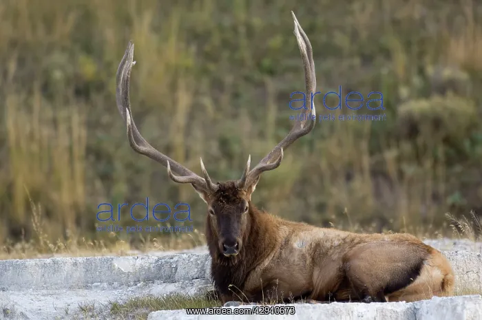 : Elk - Male lying down : Elk - Male lying down