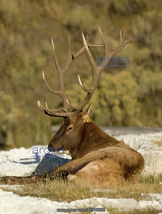 : Elk - Male lying down : Elk - Male lying down