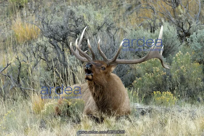 : Elk - Male lying down and bellowing : Elk - Male lying down and bellowing