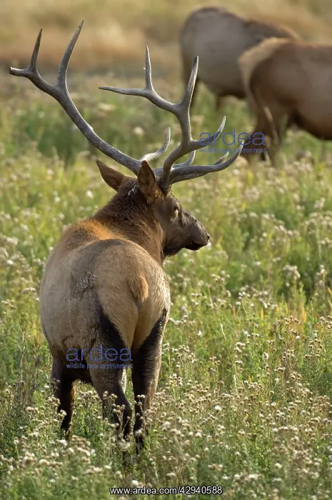 : Elk - Male standing guard over his females : Elk - Male standing guard over his females