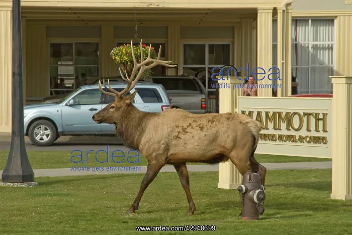 : Elk - Male walking passed one of the Hotels in : Elk - Male walking passed one of the Hotels in