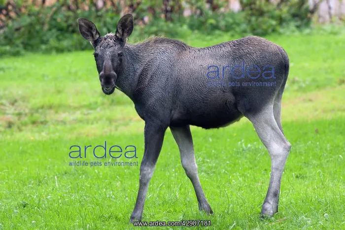: Elk / Moose Calf : Elk / Moose Calf