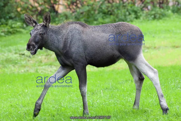 : Elk / Moose Calf : Elk / Moose Calf