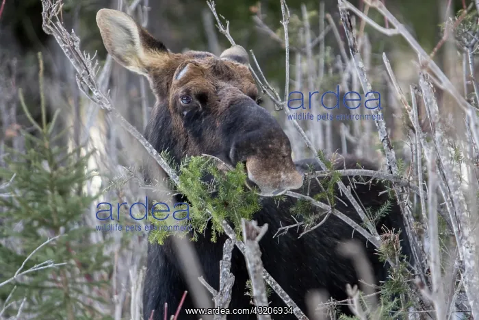 : Elk, moose, deer, ungulates, even-toed ungulates : Elk, moose, deer, ungulates, even-toed ungulates