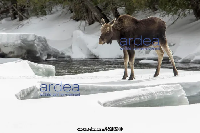 : Elk, moose, deer, ungulates, even-toed ungulates : Elk, moose, deer, ungulates, even-toed ungulates