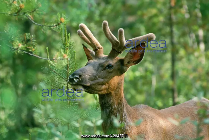  : Elk  /  Wapiti