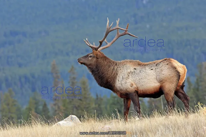 : Elk / Wapiti : Elk / Wapiti