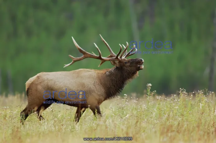 : Elk, Wapiti (Cervus canadensis), bull calling during : Elk, Wapiti (Cervus canadensis), bull calling during