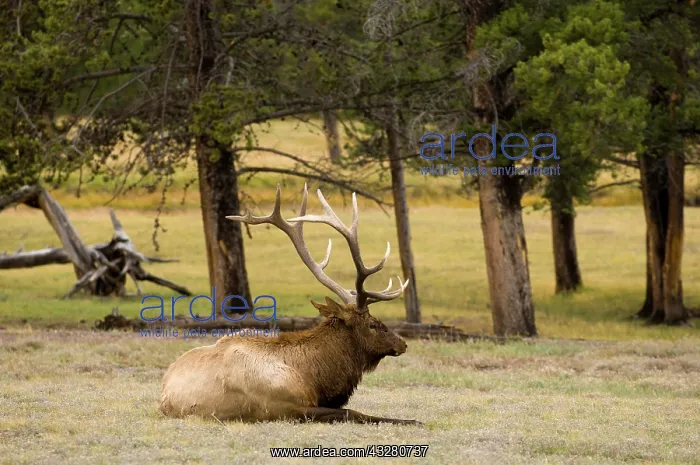 : Elk, Wapiti (Cervus canadensis) bull, Yellowstone : Elk, Wapiti (Cervus canadensis) bull, Yellowstone