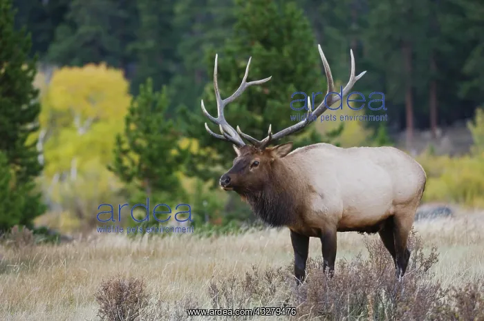 : Elk, Wapiti (Cervus elaphus), bull calling, bugling : Elk, Wapiti (Cervus elaphus), bull calling, bugling