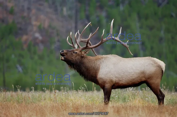 : Elk, Wapiti (Cervus elaphus), bull calling, bugling : Elk, Wapiti (Cervus elaphus), bull calling, bugling