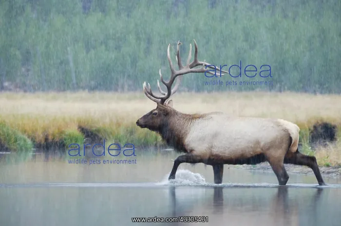 : Elk, Wapiti (Cervus elaphus), bull crossing river : Elk, Wapiti (Cervus elaphus), bull crossing river