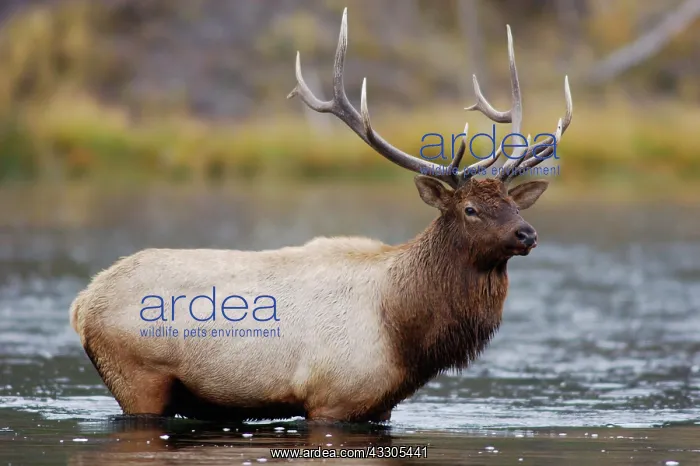 : Elk, Wapiti (Cervus elaphus), bull crossing river : Elk, Wapiti (Cervus elaphus), bull crossing river