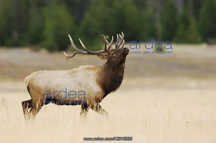 : Elk, Wapiti (Cervus elaphus), bull prancing, showing : Elk, Wapiti (Cervus elaphus), bull prancing, showing