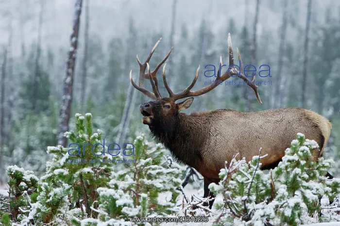 : Elk, Wapiti (Cervus elaphus), bull in snow calling : Elk, Wapiti (Cervus elaphus), bull in snow calling