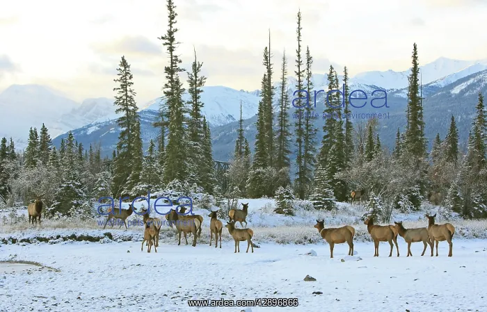 : Elk / Wapiti - group in snow : Elk / Wapiti - group in snow