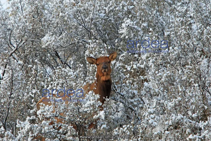  : Elk  /  Wapiti - in snow