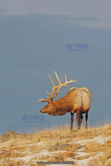 : Elk / Wapiti - in snow : Elk / Wapiti - in snow