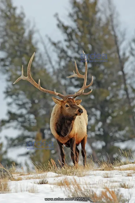 : Elk / Wapiti - in snow : Elk / Wapiti - in snow