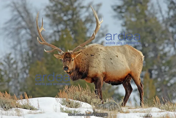 : Elk / Wapiti - in snow : Elk / Wapiti - in snow