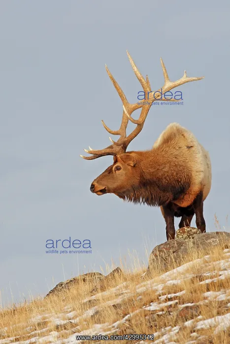  : Elk  /  Wapiti - in snow