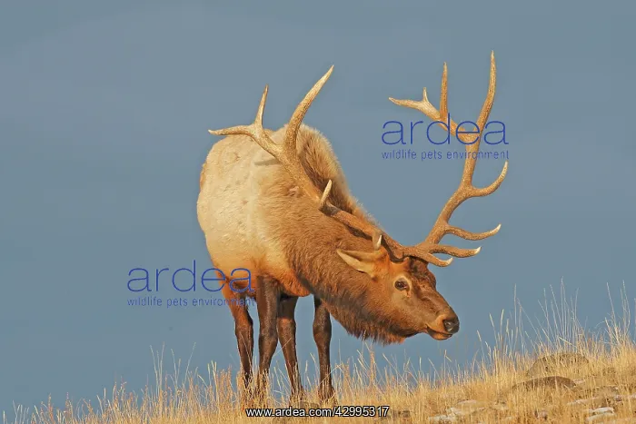 : Elk / Wapiti - in snow : Elk / Wapiti - in snow