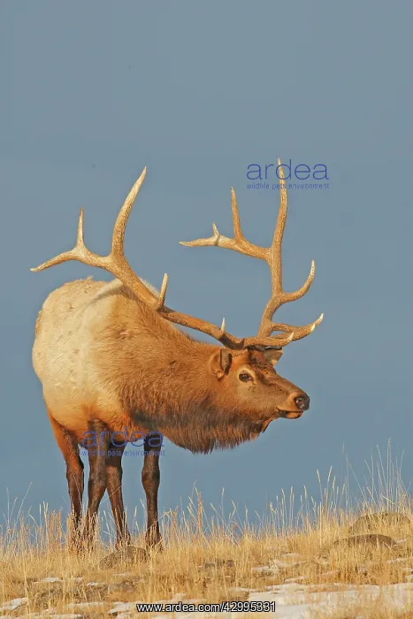: Elk / Wapiti - in snow : Elk / Wapiti - in snow