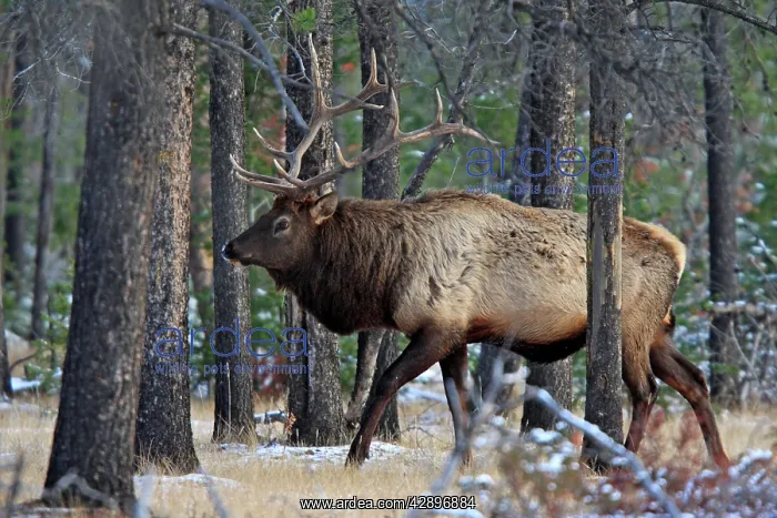 : Elk / Wapiti - in woodland : Elk / Wapiti - in woodland